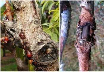 Монилиоз вишни: симптомы болезни и способы лечения косточковых деревьев