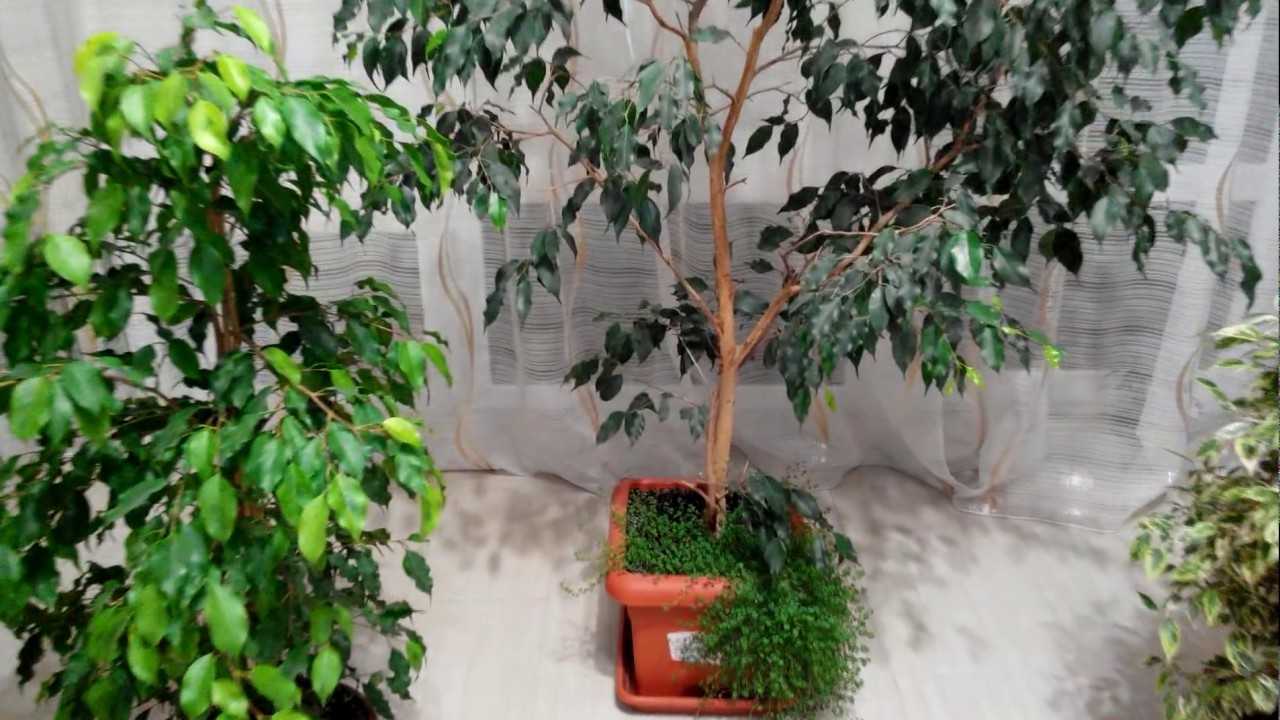 Фикусы «наташа» (31 фото): особенности ухода за фикусами бенджамина в домашних условиях. почему у растений желтеют и опадают листья?