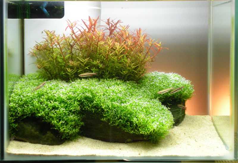 15 растений, которые вы можете выращивать в стакане воды