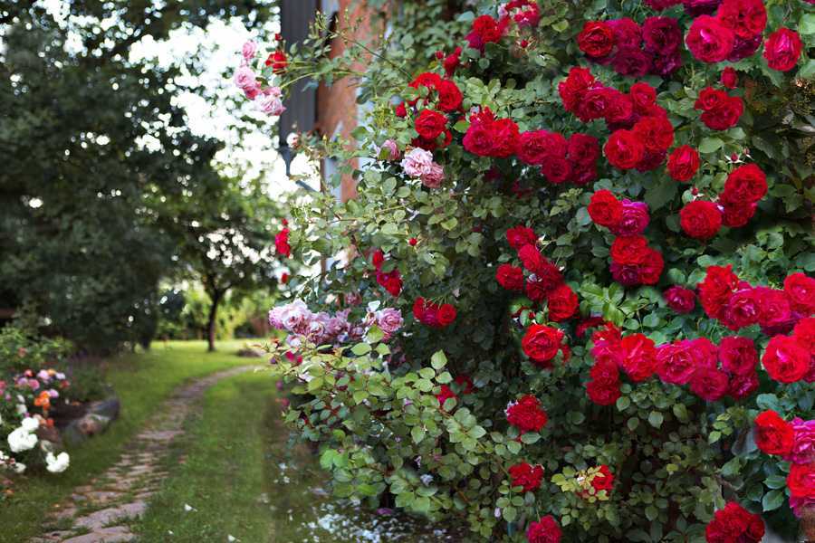 Роза эден роуз: фото, описание сорта и отзывы