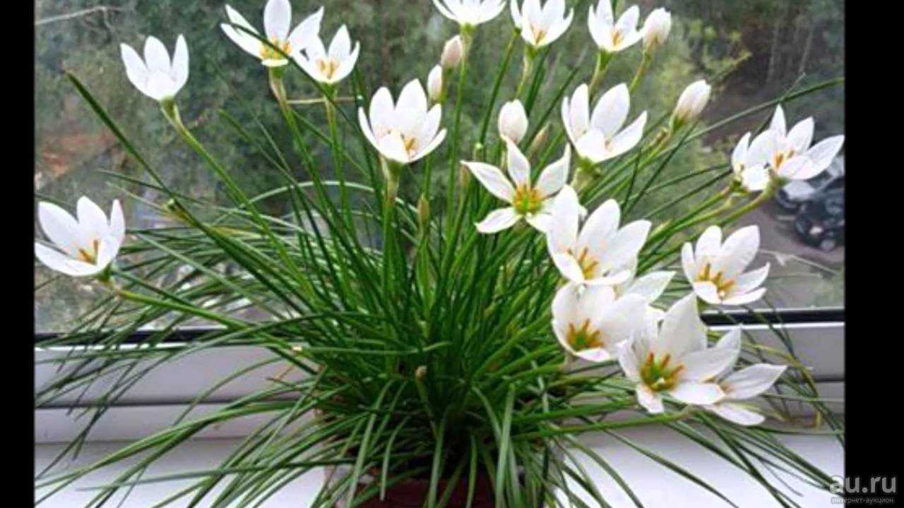 Почему кливия не цветет? особенности выращивания кливии в домашних условиях - sadovnikam.ru
