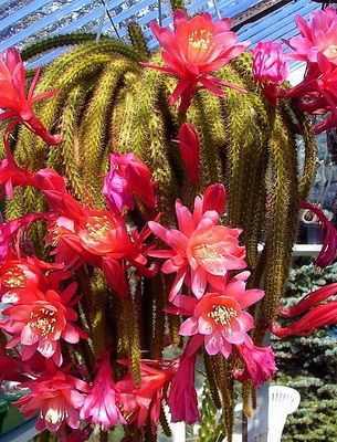 Топ 15 редких и необычных видов кактусов с фото и названиями!