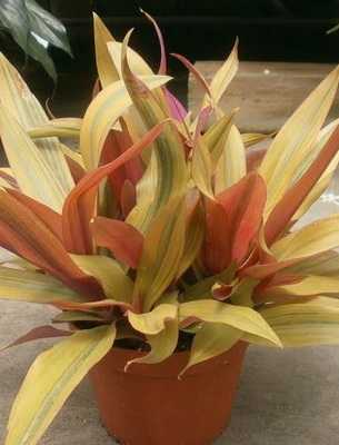 Орхидея мильтония: фото, описание видов и уход