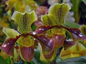 Орхидея пафиопедилум венерин башмачок – строптивая лесная нимфа