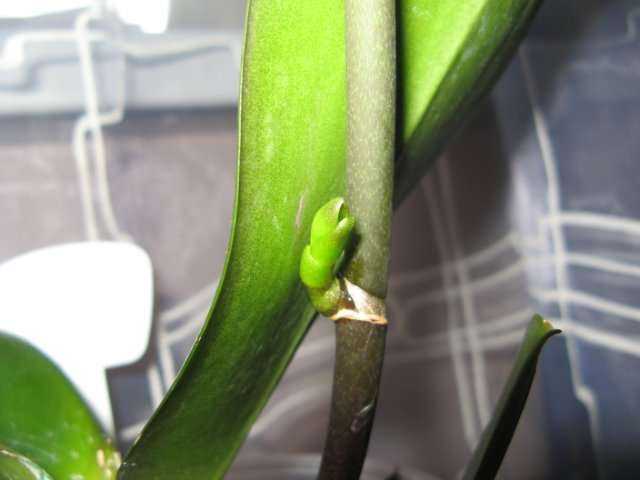 Цитокининовая паста для орхидей (22 фото): как использовать мазь для цветения орхидей? отзывы цветоводов до и после ее применения