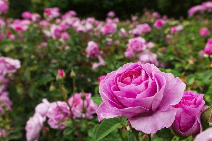 Правила посадки садовых роз в открытый грунт на даче - Проект "Цветочки" - для цветоводов начинающих и профессионалов