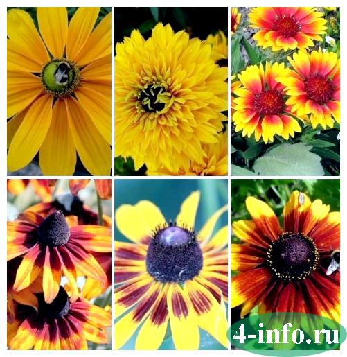 Цветы как подсолнухи название - дневник садовода rest-dvor.ru