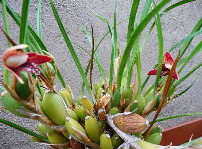 Орхидея брассия: уход в домашних условиях. полезные советы для начинающих цветоводов