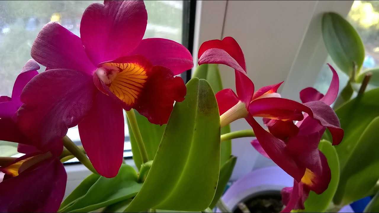 Правильный уход за карликовой орхидеей в домашних условиях