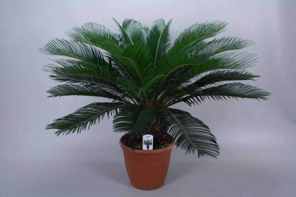 Пальма трахикарпус форчуна и вагнера (с фото)