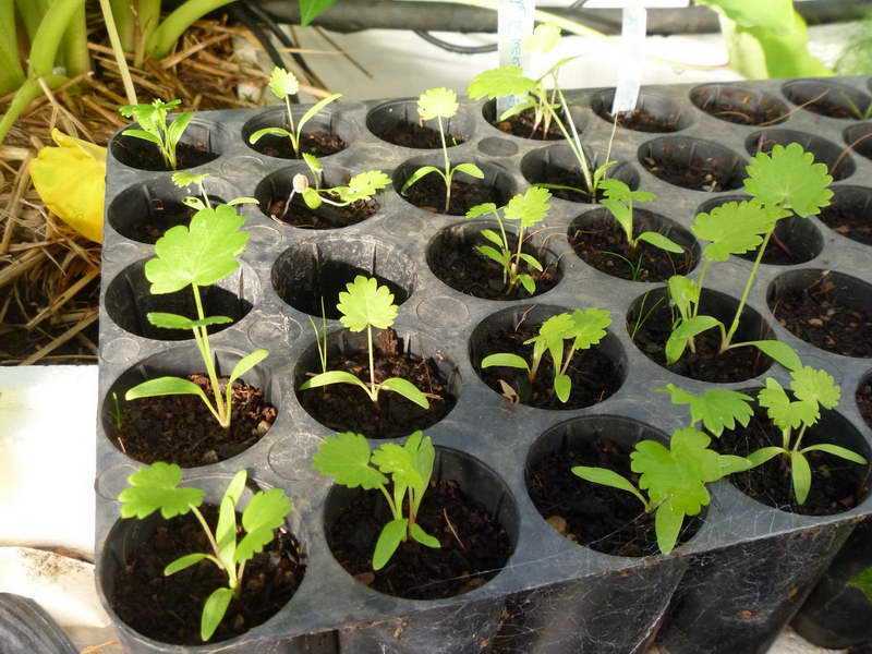 Пеннисетум: выращивание из семян в саду