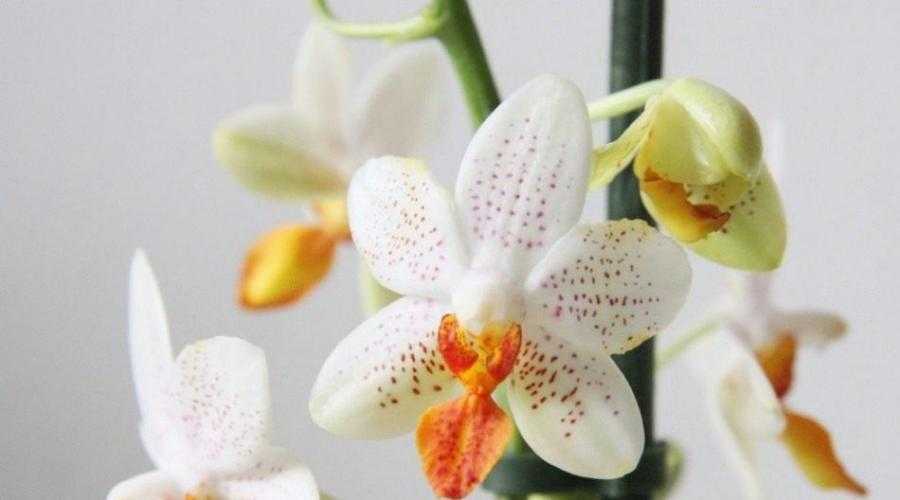 Орхидея аскоцентрум