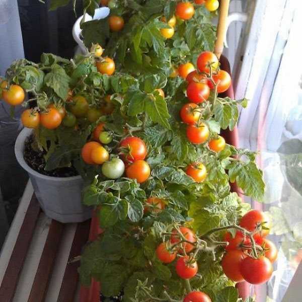 Огород на подоконнике - выращиваем томаты на подоконнике, сорта, уход