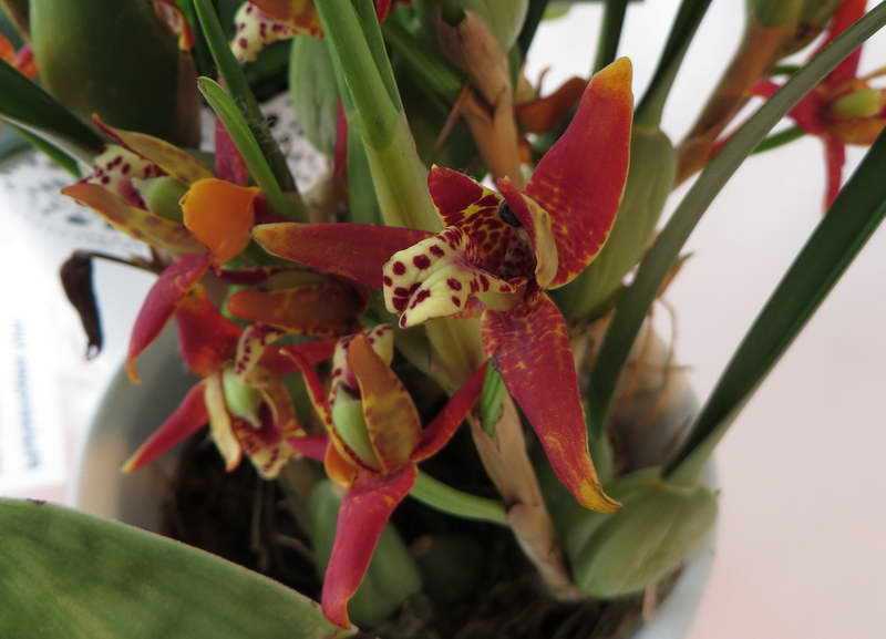 Орхидея аганизия: уход в домашних условиях, виды