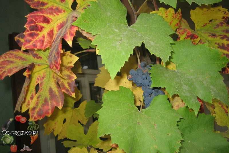 Обрезка винограда осенью: инструкция и основные сроки