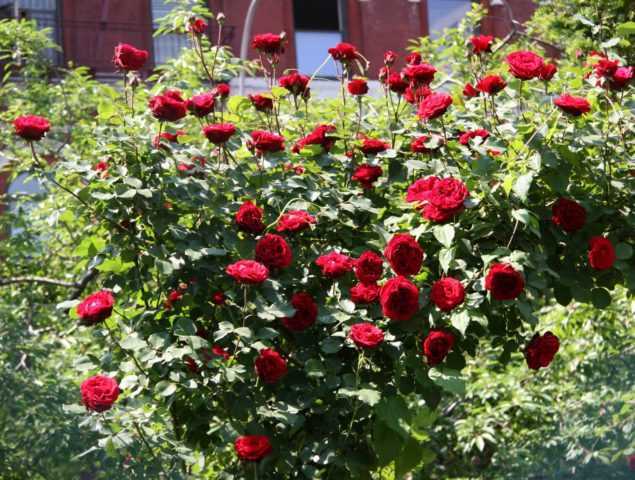 Главным достоинством плетистой розы Дон Жуан является её стойкость к дождю в сочетании с непрерывным цветением с начала лета до поздней осени Благодаря этим