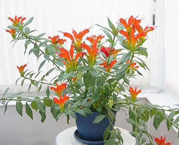 Ампельный цветок эсхинантус: описание и разновидности с фото, уход в домашних условиях, способы размножения