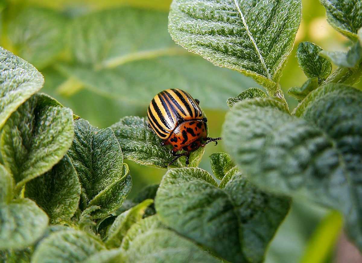 Как избавиться от колорадского жука: борьба народными средствами, лучшие препараты