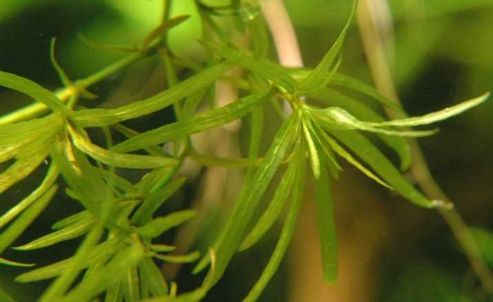 Наяс – аквариумное растение
