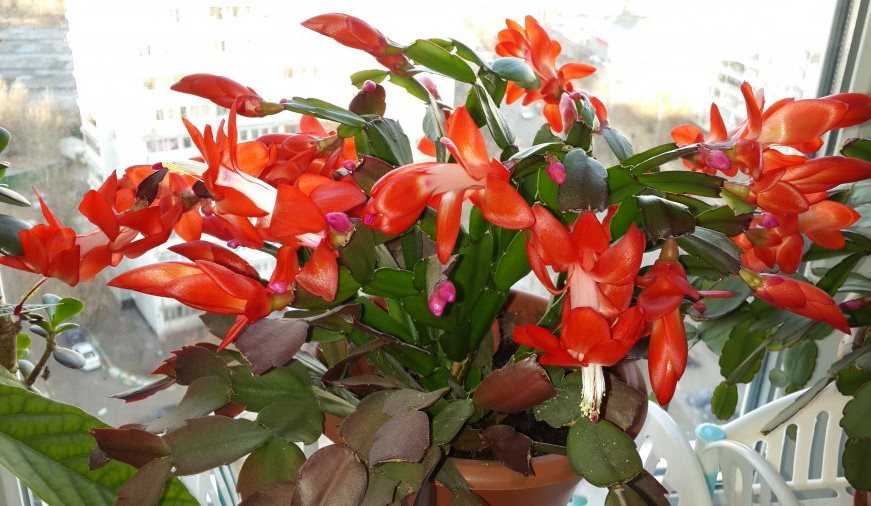 Шлюмбергера – эпифитное растение, цветение которого противоречит всем канонам природы. особенности выращивания декабриста в домашних условиях (65+ фото & видео) +отзывы