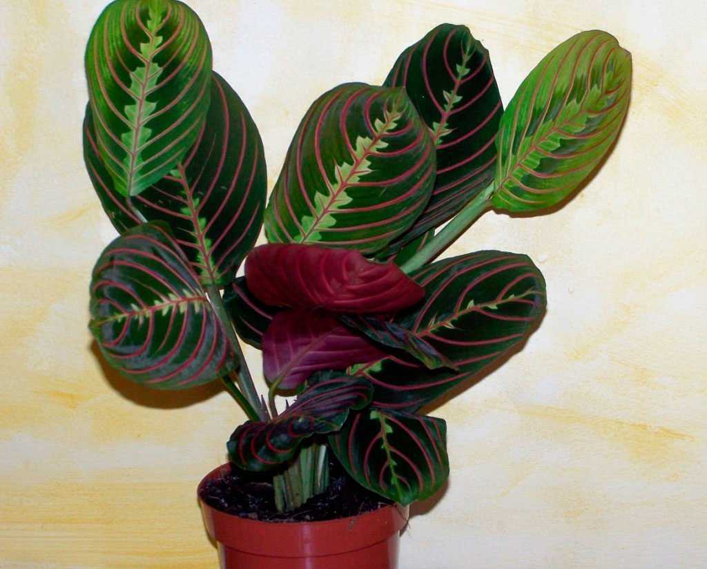 Маранта трехцветная (молитвенное растение): фото, описание, уход в домашних условиях, размножение, болезни и вредители