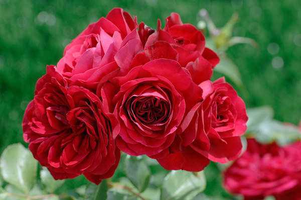Почвопокровные розы — классификация, особенности посадки и выращивания