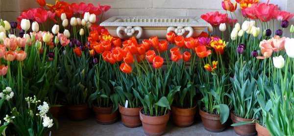 Голландские тюльпаны (33 фото): названия выгоночных сортов. можно ли вывозить тюльпаны «рейнбоу» с их родины - голландии?