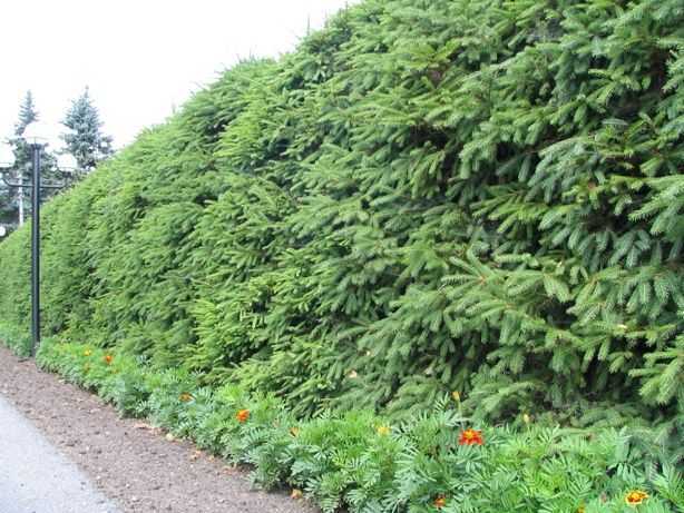 Живая изгородь своими руками: пошаговая инструкция, видео, как правильно посадить и вырастить зеленый забор