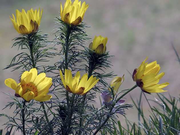 Цветок адонис: посадка и уход в открытом грунте, выращивание из семян