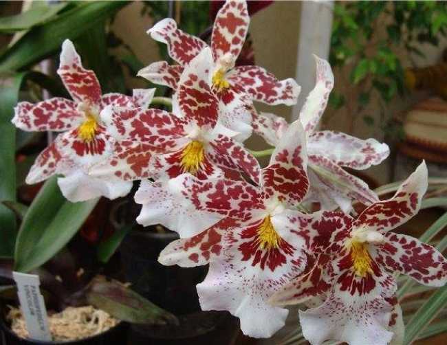 Правила посадки и ухода за орхидеей камбрия дома: как поливать, удобрять, обрезать