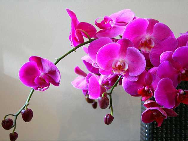 Фаленопсис отцвел, что делать дальше со стрелкой орхидеи в домашних условиях: подробное видео
