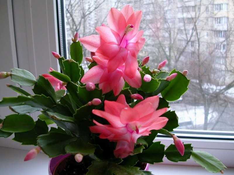 "рипсалидопсис" (пасхальный кактус): уход в домашних условиях, фото, виды цветка "rhipsalidopsis" selo.guru — интернет портал о сельском хозяйстве