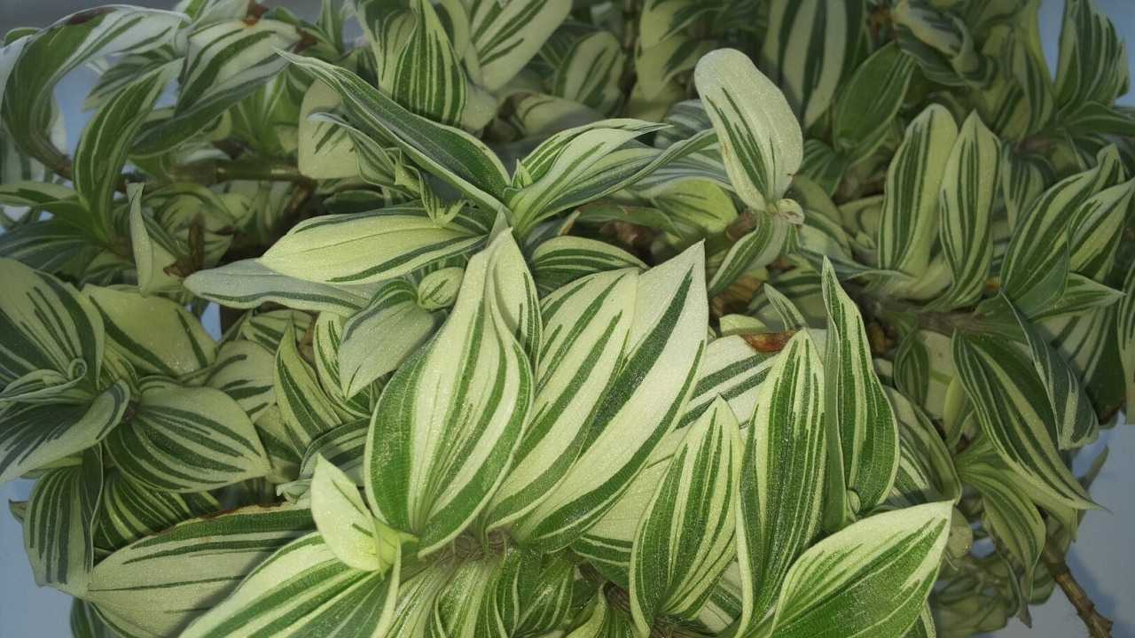 Традесканция — популярное комнатное растение