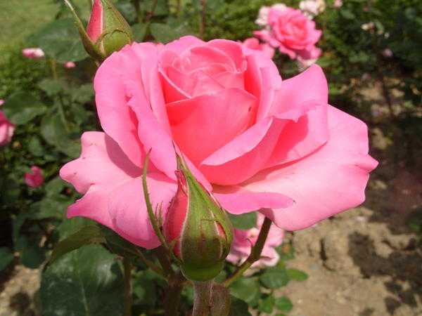 Роза вестерленд: фото и описание, отзывы, посадка и уход
