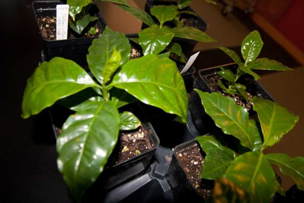 Комнатное растение кофе: особенности выращивания, уход и размножение