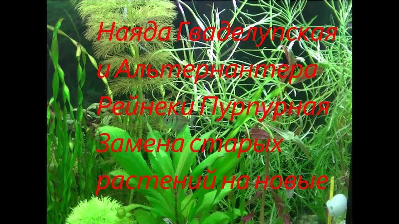 Неприхотливый и полезный роголистник в вашем аквариуме