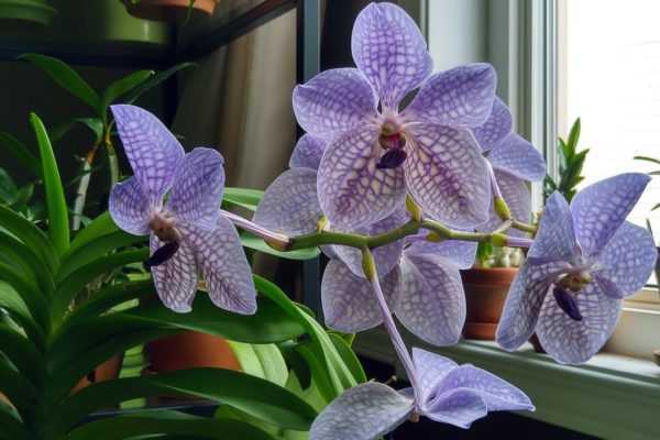 Орхидея ванда: виды и гибриды - Проект "Цветочки" - для цветоводов начинающих и профессионалов