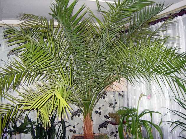 Финиковая пальма: сохнут листья, что делать? и другие проблемы при выращивании, болезни и вредители selo.guru — интернет портал о сельском хозяйстве