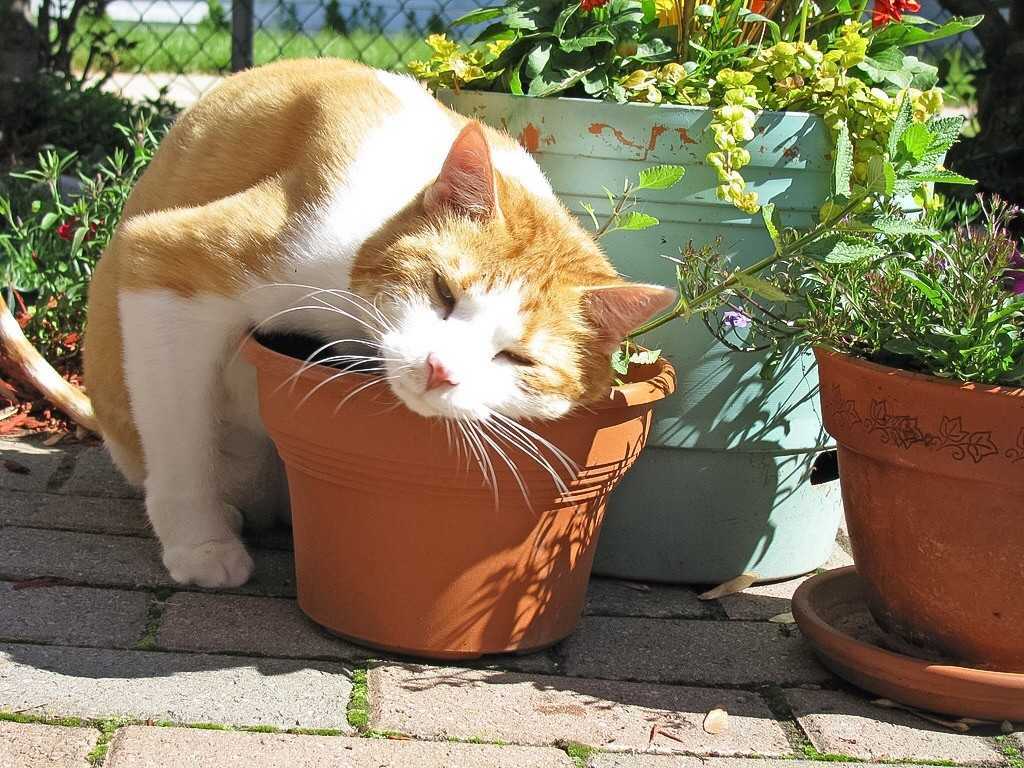 Ядовитые растения для кошек: полный список