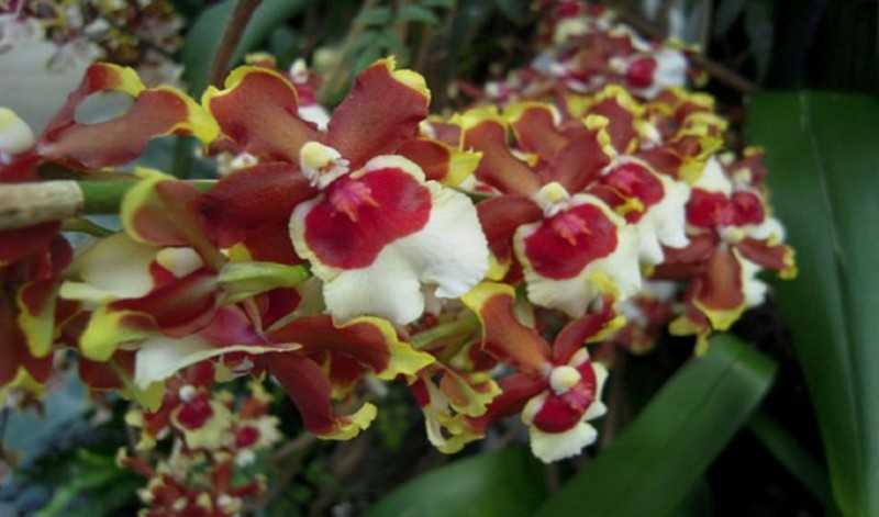 Мильтония – орхидея-фиалка