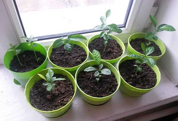 Манго: как растет, как посадить, как ухаживать в домашних условиях - sadovnikam.ru