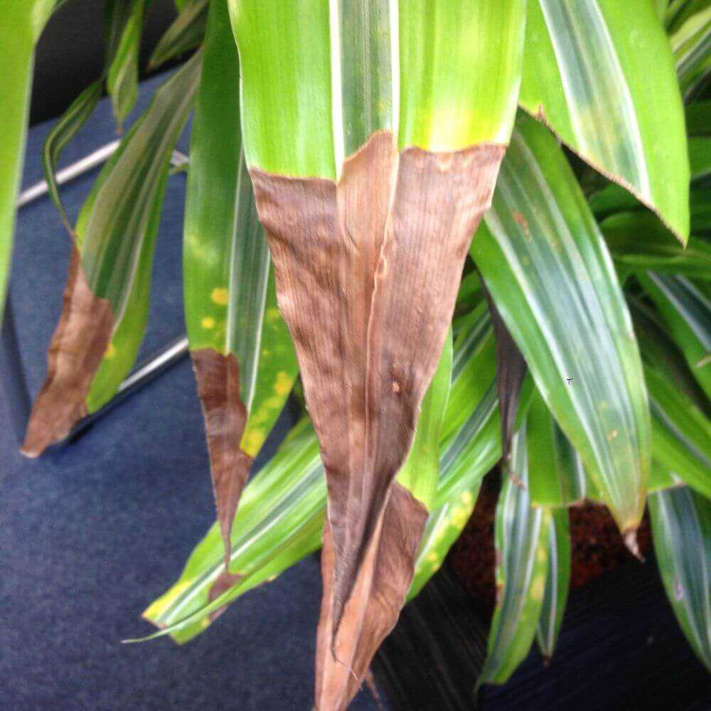 Почему сохнут кончики листьев у комнатных растений? - много хитростей