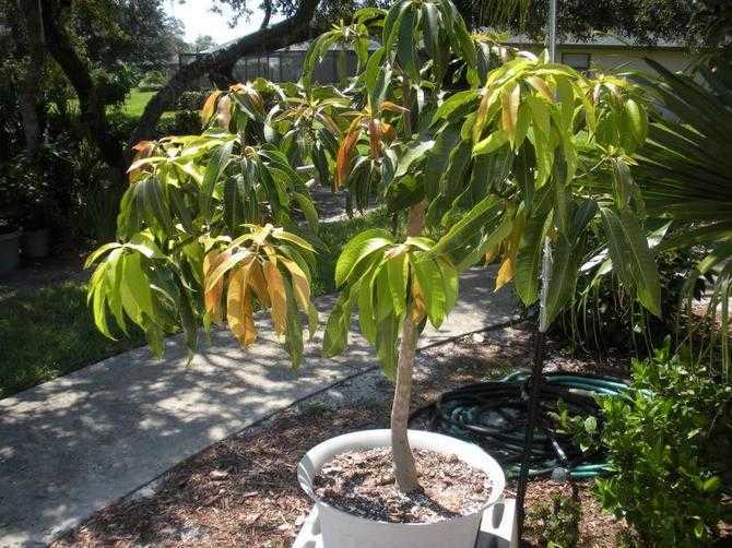 Выращиваем дома из косточки манго и другие фрукты: маракуйя, абрикос, хурма...