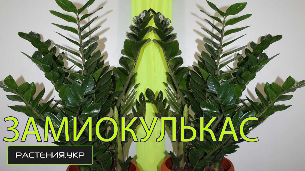 Цветок замиокулькас: фото и приметы в доме, пересадка, разведение и особенности ухода - sadovnikam.ru