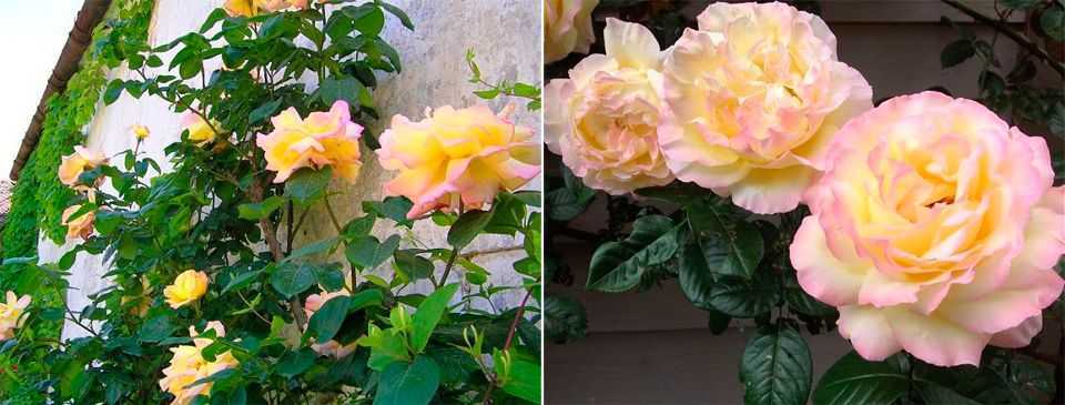 Штамбовые розы: лучшие сорта и правила обрезки - Проект "Цветочки" - для цветоводов начинающих и профессионалов