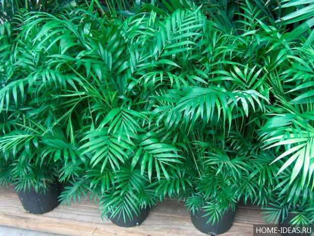 Комнатное растение похожее на пальму — виды и названия