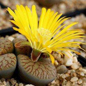 Литопсы lithops (живые камни) - уход, цветение, размножение, пересадка