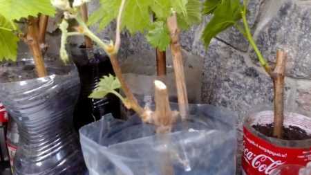 Размножение винограда черенками в домашних условиях: осенью, зимой или летом