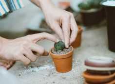 Как пересадить кактус в другой горшок в домашних условиях
