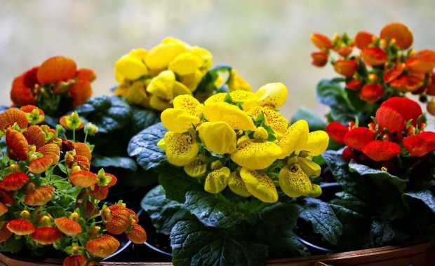 Цветок кальцеолярия: виды и фото, выращивание из семян и черенков, особенности ухода в домашних условиях